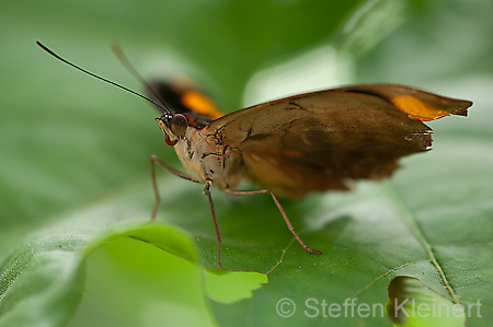 168 Feinschmecker - Catonephele numila